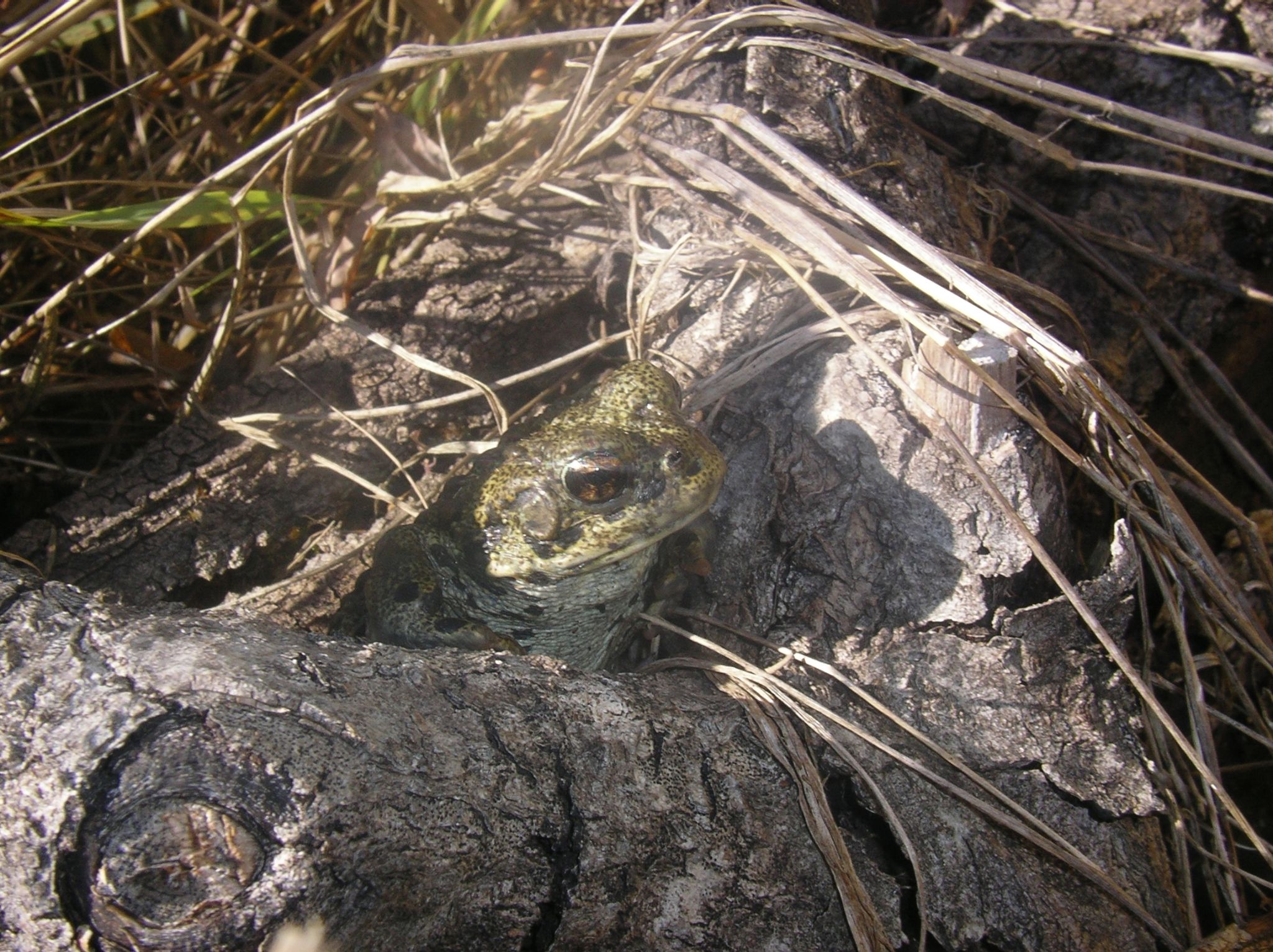 13   Park   female 2004 10 04